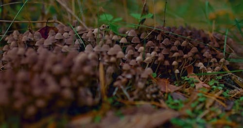 Inedible Mushrooms in the Forest Mushroom Meadow of Lifethreatening Mushrooms