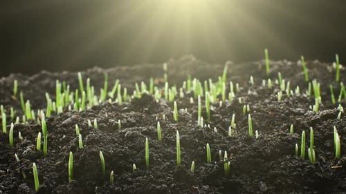 Growing Plants in Time Lapse Sprouts Germination Newborn Seeds Magical Nature Concept Fresh