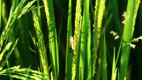 foto de un insecto grillo descansando sobre una planta verde bajo la brillante luz del sol, mostrando la belleza de la naturaleza