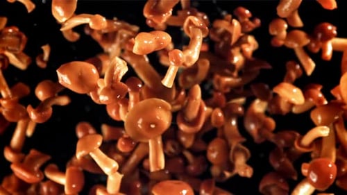 Honey Mushrooms Falling in Slow Motion