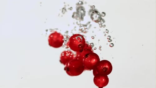 Red Currant Falls Underwater with Bubbles
