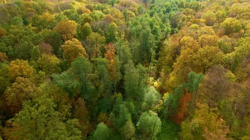 High trees diverse in colors in autumn forest. Tops of the trees changing colors on sunny day.
