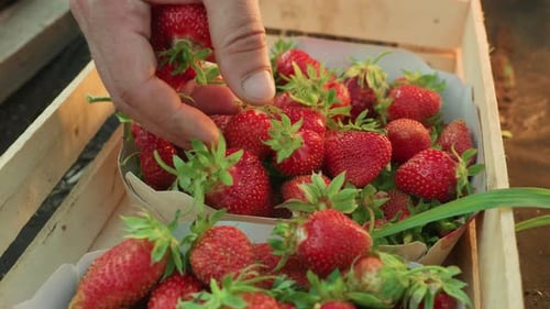 Hand Selecting Fresh Ripe Strawberries from Crate