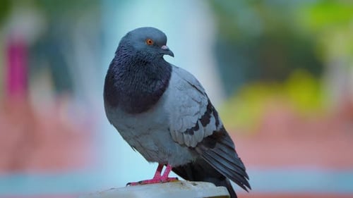 Closeup View of a Wild Gray Blue Pigeon Bird Sitting on a Street Light