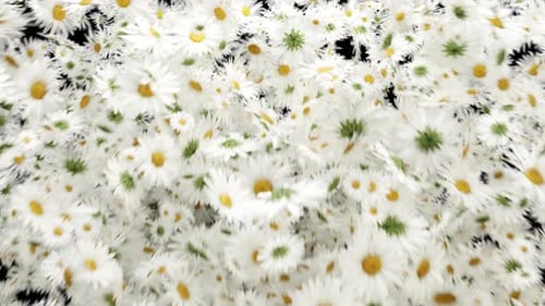 Bursting Daisy Transitions 4K