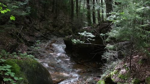L'eau claire traverse le sol rocheux de la forêt lorsque la caméra s'incline vers l'amont.