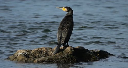 Große Kormorane in der Camargue, Frankreich.