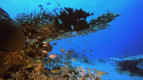Colourful Coral Reef Scene