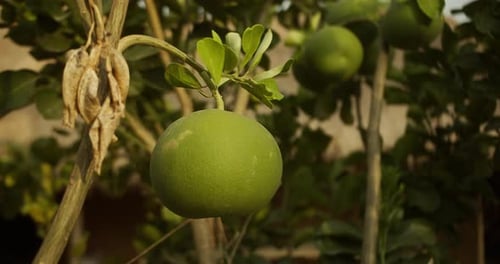 Pomelo Fruit Hanging on Tree Branch, Close Up