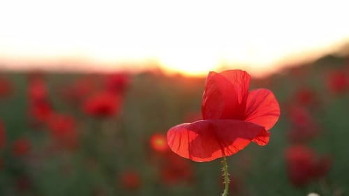 Hermosas flores de amapola rojas que florecen en el campo al atardecer, de cerca. La cámara se mueve hacia adentro