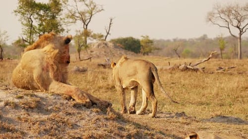 Majestic Lions Resting on Savanna Hill