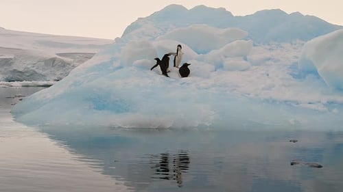Gentoo Penguins jumping on and off a glacier in Antarctica