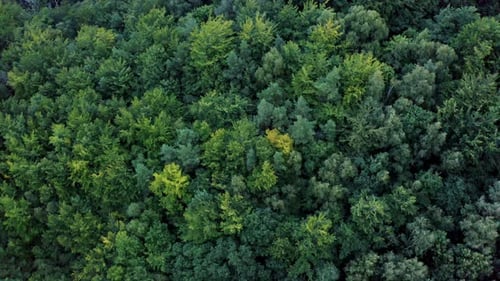 Eichenwald im Wind Blick von oben nach unten auf einen Laubwald, der sich im Wind wiegt