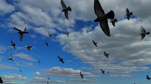 Birds Flying Through a Cloudy Sky