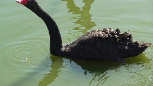 Black swan eating and drinking water in a lake close up. Black swan swimming in a pond on a sunny