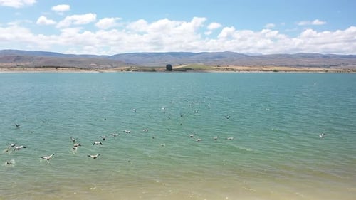 Vue aérienne de la communauté d'oiseaux dans le lac