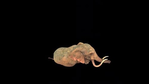 Wild Elephant Down Out