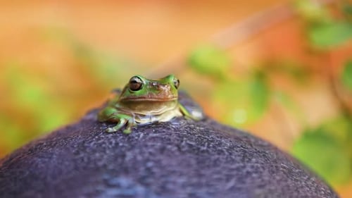 Australian Green tree frog rests in a water feature - slow motion