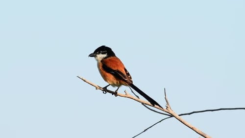 Long-tailed Shrike, Lanius schach; perched on a branch as the afternoon sun shines on its back, the