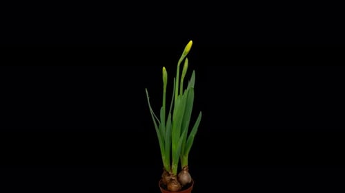 Time Lapse of Yellow Daffodils Blooming