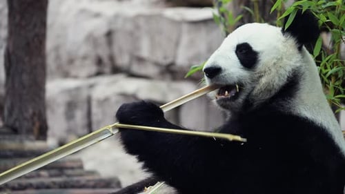 Cute Happy Funny Giant Panda Eating Bamboo