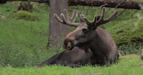 Elk or Moose, (Alces alces) in the green forest. Beautiful animal in the nature habitat.