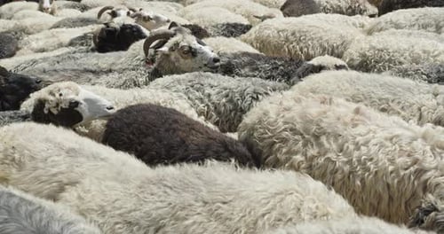 Vista aproximada de diversos rebanhos de ovelhas em uma fazenda tradicional ucraniana nas montanhas dos Cárpatos