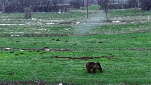 Wild Bear Walking in Meadow