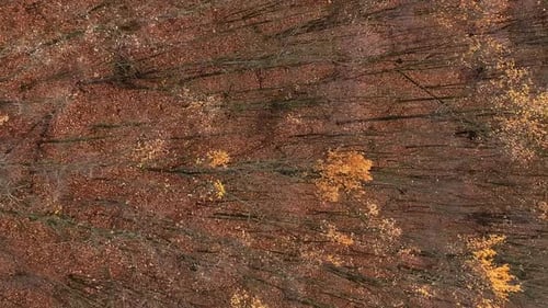 Vertikaler Drohnenwald Luftlandschaft Laubbäume