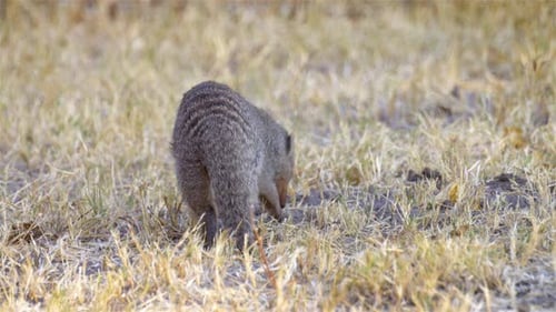 Búsqueda de mangostas anilladas, África