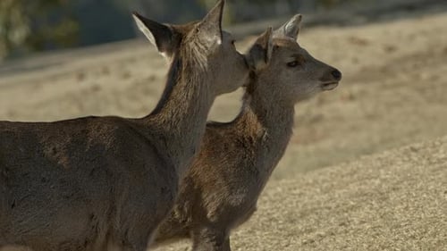 Deer Affectionately Grooming Each Other in Grassy Field