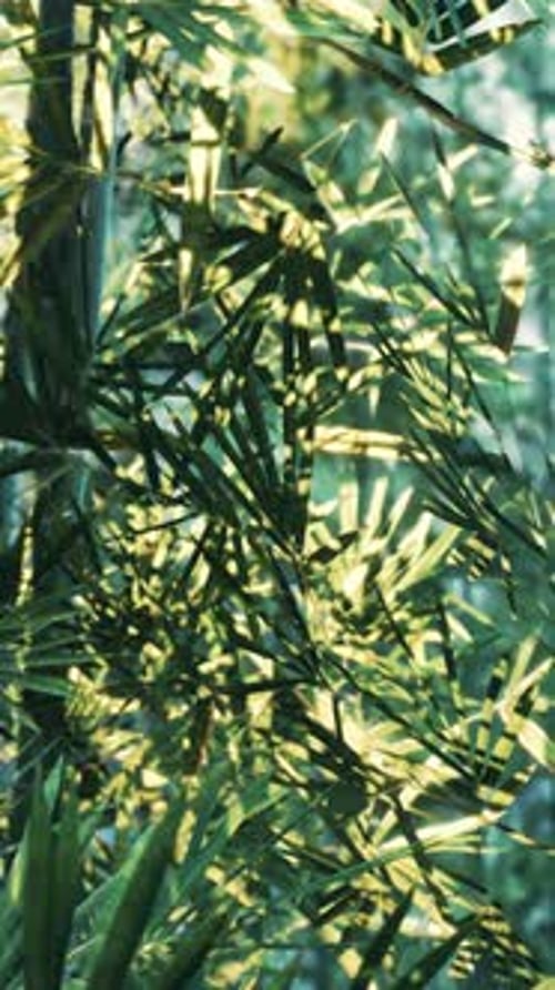 A Close Up of a Bamboo Tree with Lots of Leaves