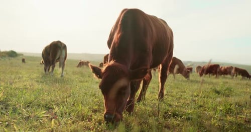 Cow, field and cattle eating grass in countryside, dairy farm environment