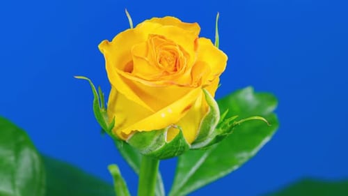 Lapso de tempo da flor de rosa amarela crescendo de broto a flor grande em fundo azul