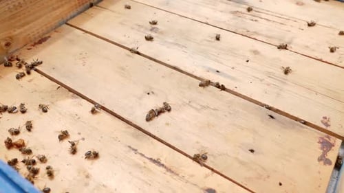 431p. Dying bees due to environmental disturbances and climate change. Dead bees on a wooden frame o