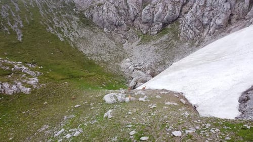 Manada de rebecos alpinos corriendo cerca de un campo de nieve en la cordillera de Hochschwab