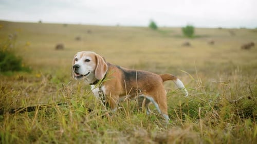 Curious Dog Sniffing Grass While Wearing Leash in Open Field