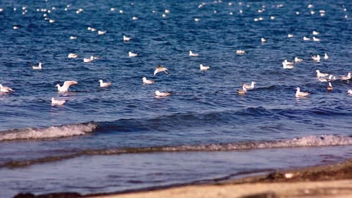 Möwen auf der Jagd im Meer