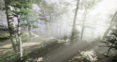 Sunlight Filters Through Misty Trees in Tranquil Forest Setting