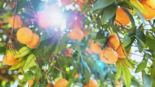 Hands Picking Ripe Tangerines From A Tree, Close Up . SLOW MOTION. Woman plucking juicy orange