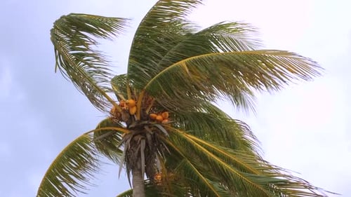 Wind Blowing Through Palm Tree in Tropical Island. Beautiful Coconut Palm Tree.