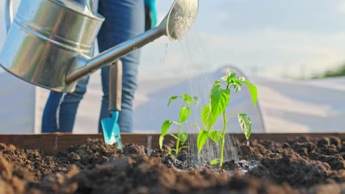 Watering Seedlings in Raised Garden Bed