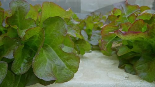 Close up of hydroponics planting salad green oak lettuce in vegetable plot