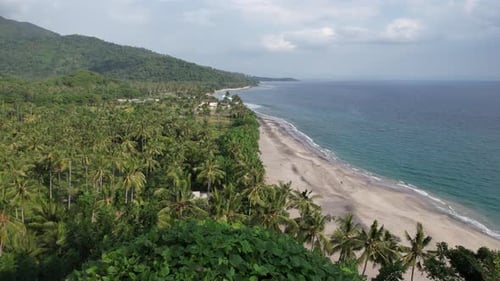 Lombok Beach and Palm Tree