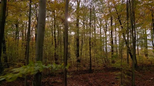 Autumn forest on a sunny day