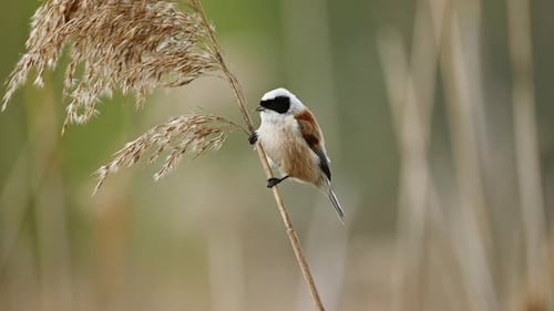 Der kleine Vogel Remiz sitzt auf einem Schilf