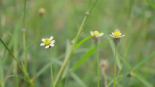 Yellow WIldflowers