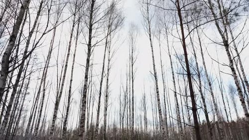 Die Kamera blickt vom Waldboden durch die kahlen Zweige der Birken in einem nördlichen