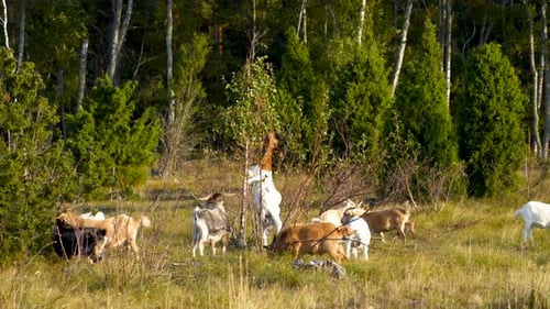 A Goat Stands of Two Legs and Grazes Leaves From the Top of the Tree Branch