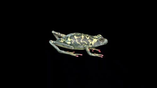 3D Animated Frog Turning 360 Degrees